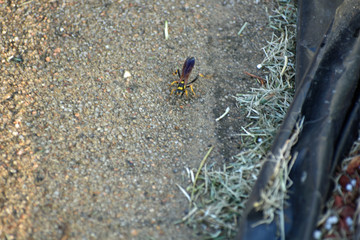 Yellow Jacket Wasp