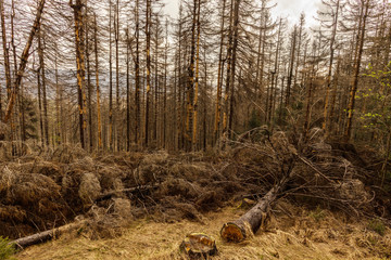 dried and felled trees in a coniferous forest in early spring on a sunny day and a cloudy sky