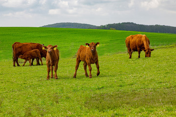 a little hed of brown cows and calves graze in a geen meadow near the farm in a sunny day