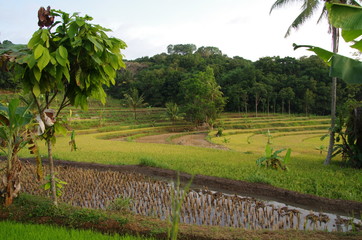 Rice fields on the Java island in Indonesia