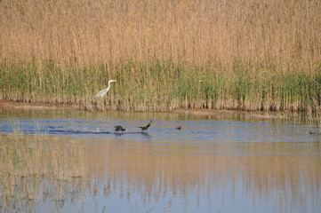 Obraz premium The beautiful bird Eurasian coot (fulica atra) in the natural environment