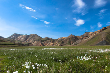 A field of cotton grass cotton white flowers(Eriophorum) in the grass against the blue sky and the beautiful mountains of Iceland in the summer on a sunny day.