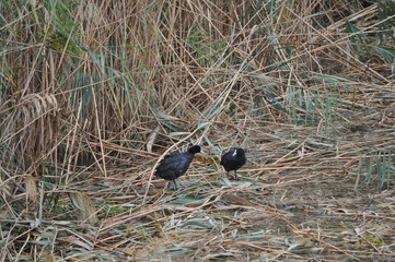 The beautiful bird Eurasian coot (fulica atra) in the natural environment