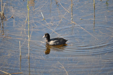 The beautiful bird Eurasian coot (fulica atra) in the natural environment