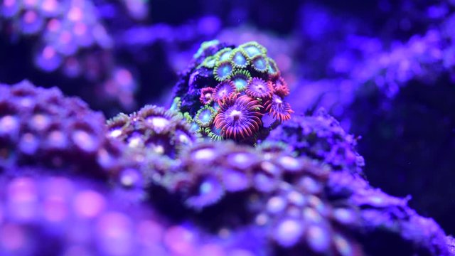 Coral reef aquarium fish anemones close up sea ocean water 4k video
