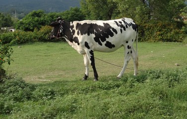 Holstein Friesian dairy cattle looking forward