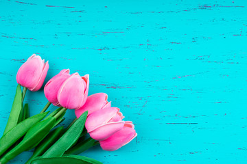 pink tulips on blue woodden background