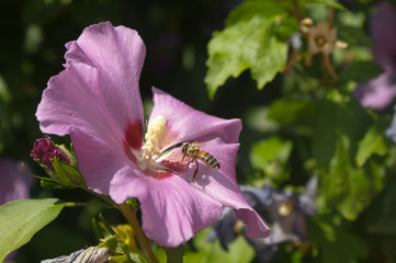 Bee Flower