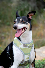 Happy puppy dog sitting for an animal portrait with his tongue hanging out