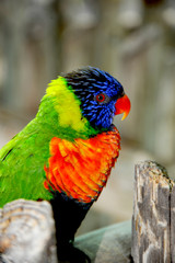 A pretty rainbow lorikeet sits on a branch in the tree giving a side-portrait. 