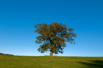 Fototapeta na wymiar europe, uk, england, surrey oak tree autumn
