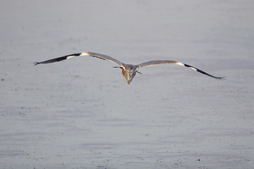 fliegender Graureiher (Ardea cinerea) - flying Grey heron