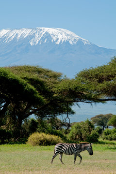 Kenya, Amboseli, Kilimanjaro, zebra