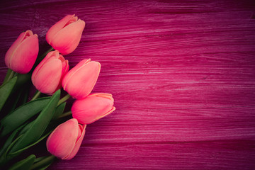 pink tulips onclaret red background