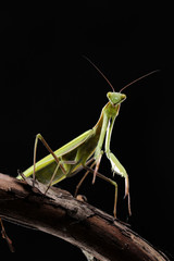 Green mantis is a predator, hunting for small and large insects