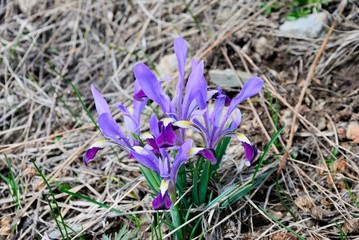 Wild purple iris flower in the Tian Shan mountains in the southern province of the Republic of Kazakhstan
