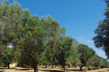 Fototapeta premium Olive grove - Olive trees