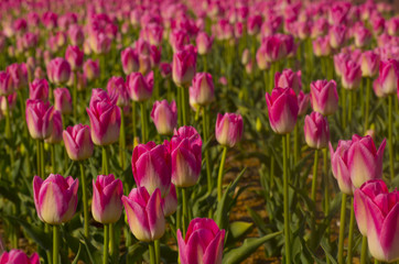 Obraz premium pink tulips in the garden