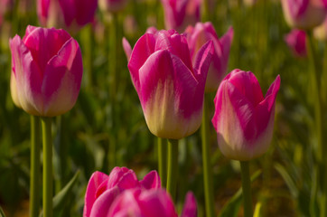 Fototapeta premium pink tulips in the garden