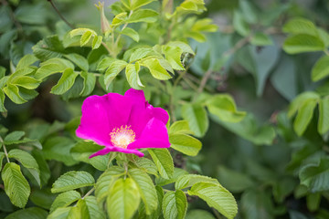 Pink rugosa rose