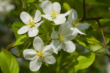 Obraz premium white flowers of apple tree