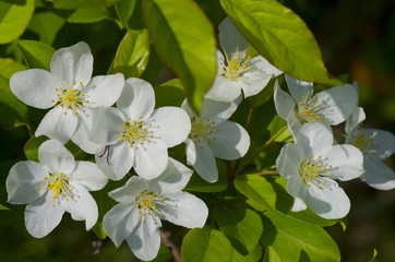 white flowers of apple tree