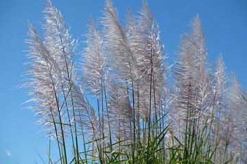 sugarcane flowers closeup in Australia