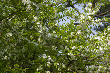 apple tree in blossom