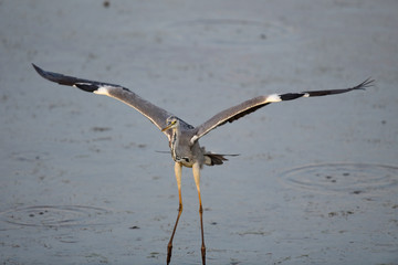 Graureiher (Ardea cinerea) - Grey heron