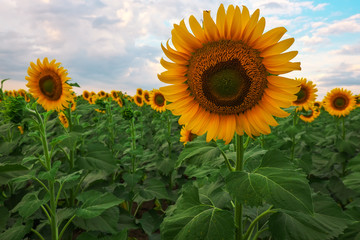 Beautiful sunflower field and blue cloudy sky