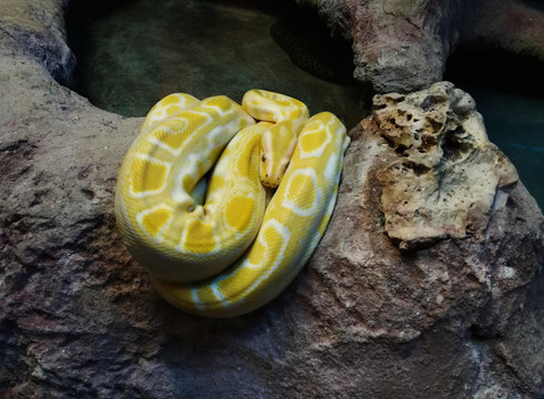 yellow snake