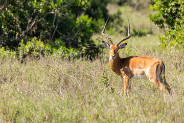 Impala in landscape