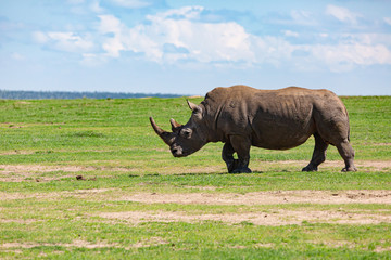 Fototapeta premium Rhino profile in landscape