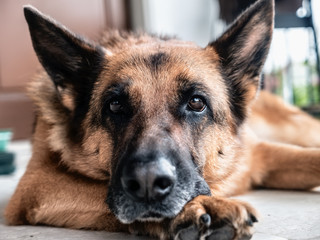 German Shepherd posing