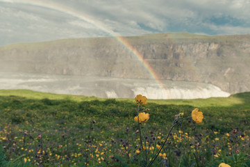 Yellow flowers and rainbow