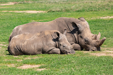 Fototapeta premium Dozing mother and calf rhino
