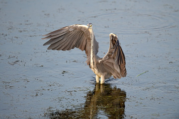 Graureiher (Ardea cinerea) - Grey heron