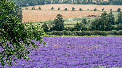 Lavender Fields in Kent Countryside