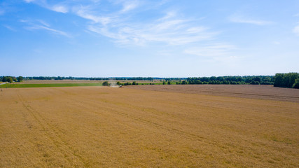 Fototapeta na wymiar Combine Harvester Cutting Wheat, Summer Landscape of endless Fields under blue sky with clouds