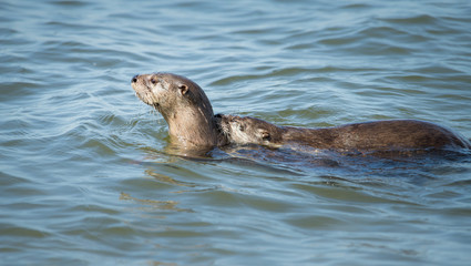 River otter in the wild