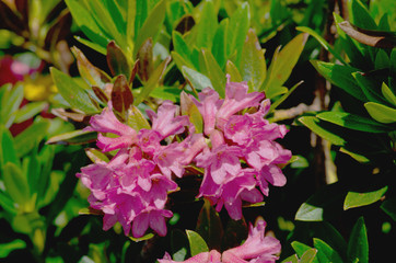 Rhododendron ferrugineum ( alpenrose )