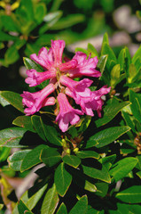 Rhododendron ferrugineum ( alpenrose )
