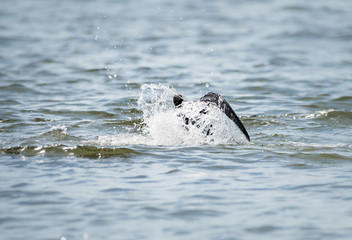 River otter in the wild