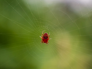 Red Spider on web with green background in close up view