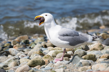 Seagull eating starfish