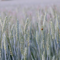 field of barley