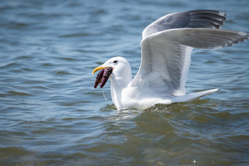 Seagull eating starfish