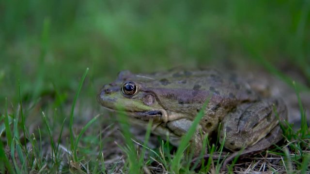 Slowly large green toad sits on the grass. Swamp toad close-up