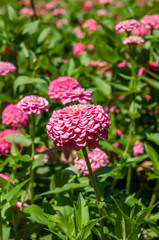 flower bed, pink flowers and green grass
