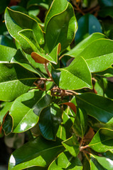 green leaves magnolia tree bright sunny day